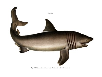 Basking Shark (färg litho) av German School