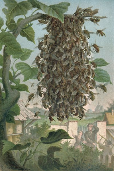 Binaboet, sent 1800-tal av German School