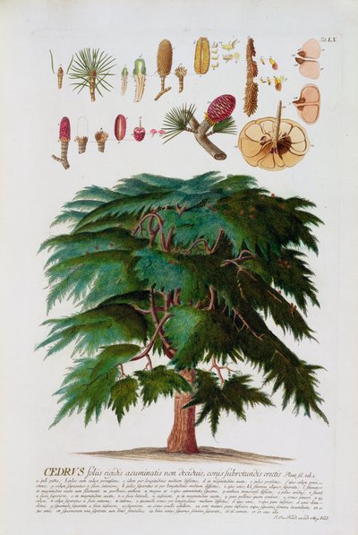 Cedaren, graverad av Johann Jakob Haid (1704-67) plåt 60 från en botanisk bok, pub. av Augustus Vind av German School