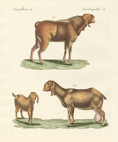 Den egyptiska geten (färgad gravyr) av German School
