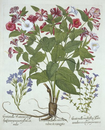 The Marvel of Peru and Two Varieties of Gentian, från Hortus Eystettensis, av Basil Besler (1561-1629), pub. 1613 (handfärgad gravyr) av German School