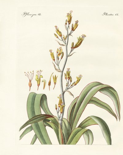 Nya Zeelands lin (färgad gravyr) av German School