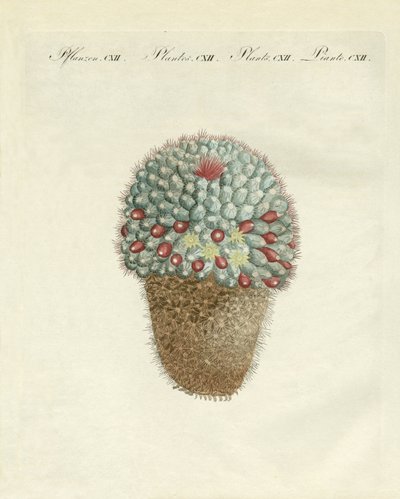 Den bröstformade melontisteln (färgad gravyr) av German School