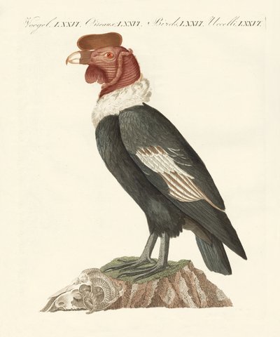 Kondoren (färgad gravyr) av German School