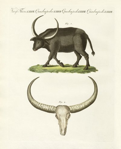 Jättebuffeln (färgad gravyr) av German School