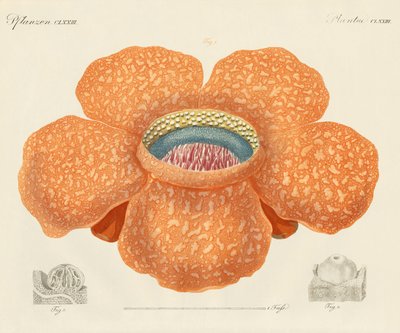 Den största av alla kända blommor (färgad gravyr) av German School