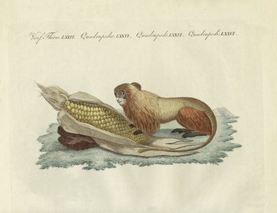 Lejonapan (färgad gravyr) av German School