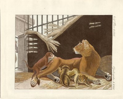Lejoninnan och hennes ungar (färgad gravyr) av German School