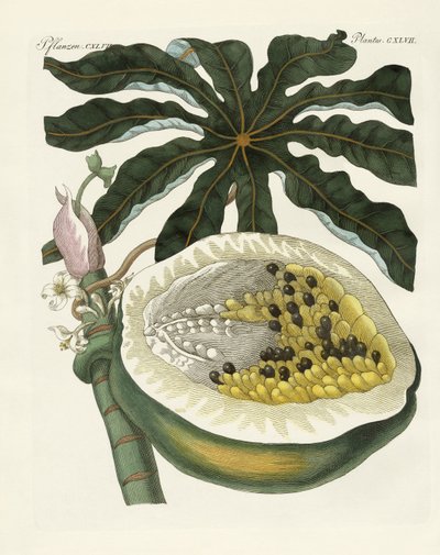 Melon- eller papayaträdet (färgad gravyr) av German School