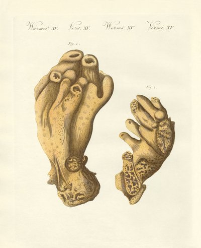 Den palmerade Seekorken eller djävulens hand (färgad gravyr) av German School