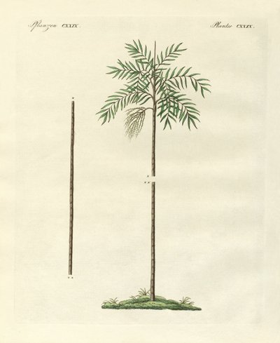 Den smala handflatan av New Ireland (färgad gravyr) av German School