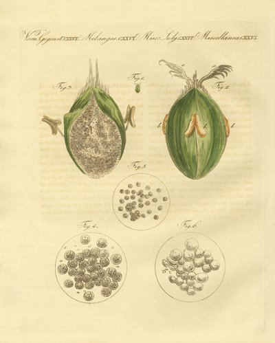 Vetets ustilaginomycotina (färgad gravyr) av German School