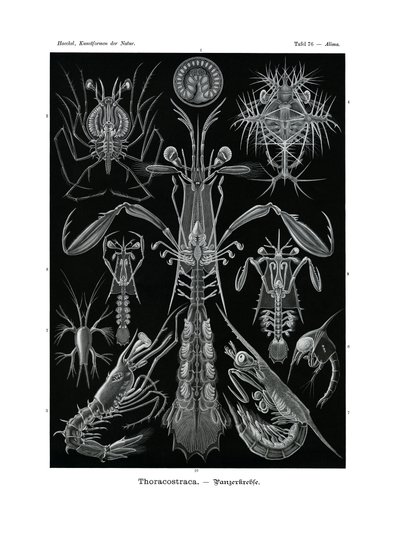 Thoracostraca, 1899-1904 av German School
