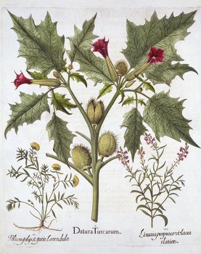 Thorn Apple, Germander och Purple Toadlin, från Hortus Eystettensis, av Basil Besler (1561-1629), pub. 1613 (handfärgad gravyr) av German School