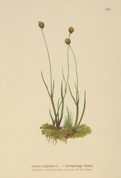 Treskrov Rush (Juncus triglumis) av German School
