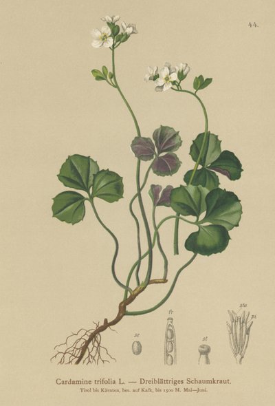 Trebladig bitterkrasse (Cardamine trifolia) av German School