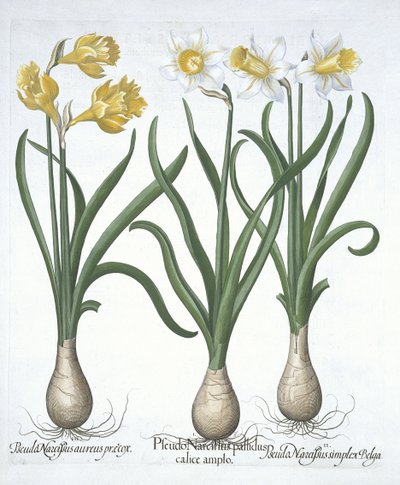 Tre Pseudo-Narcissi, från Hortus Eystettensis, av Basil Besler (1561-1629) pub. 1613 (handfärgad gravyr) av German School