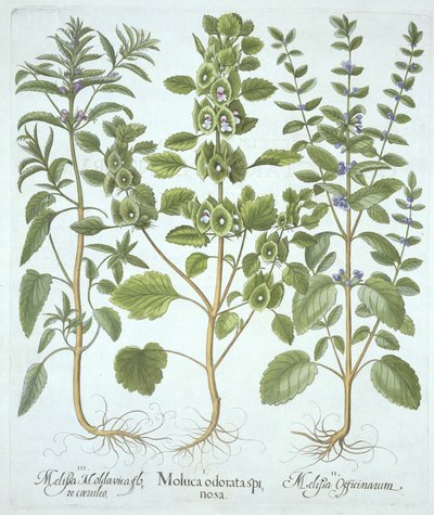 Tre typer av balsam, från Hortus Eystettensis, av Basil Besler (1561-1629), pub. 1613 (handfärgad gravyr) av German School