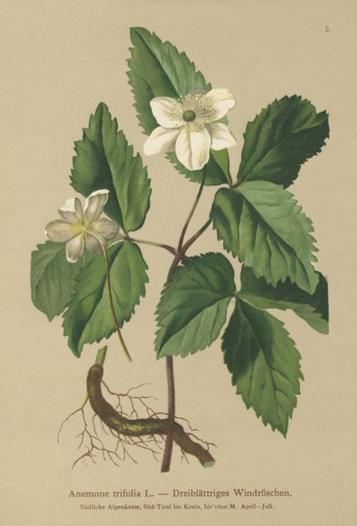 Trebladig anemone (Anemone trifolia) av German School