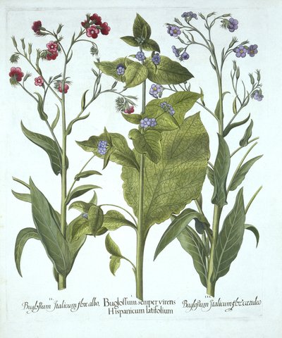 Tre varianter av Bugloss, från Hortus Eystettensis, av Basil Besler (1561-1629), pub. 1613 (handfärgad gravyr) av German School