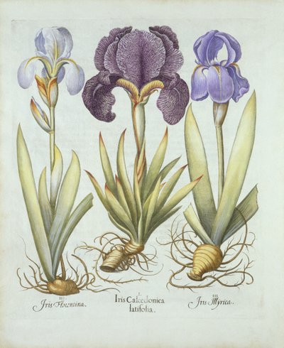 Tre sorter av rhizomatösa skägglösa iris, från Hortus Eystettensis, av Basil Besler (1561-1629) pub. 1613 (handfärgad gravyr) av German School
