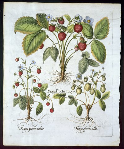 Tre sorters jordgubbar, tallrik 116, från Hortus Eystettensis av Basil Besler (1561-1629) pub 1613 (handfärgad gravyr) av German School