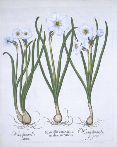 Tre vita narcisser, från Hortus Eystettensis, av Basil Besler (1561-1629) pub. 1613 (handfärgad gravyr) av German School