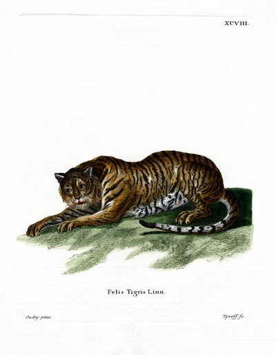 Tiger (färgad gravyr) av German School