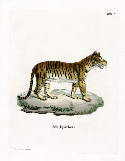 Tiger (färgad gravyr) av German School