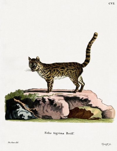 Tiger Cat (färgad gravyr) av German School