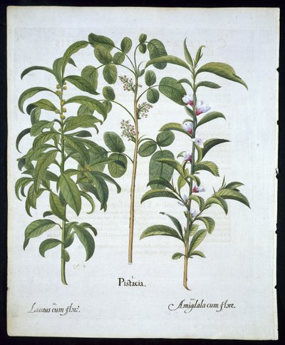 Titel: Pistaschnötter, bukträd (Laurus Nobilis) och mandel, tallrik 6 från Hortus Eystettensis av Basil Besler (1561 - 1629) pub 1613 (handfärgad gravyr) av German School