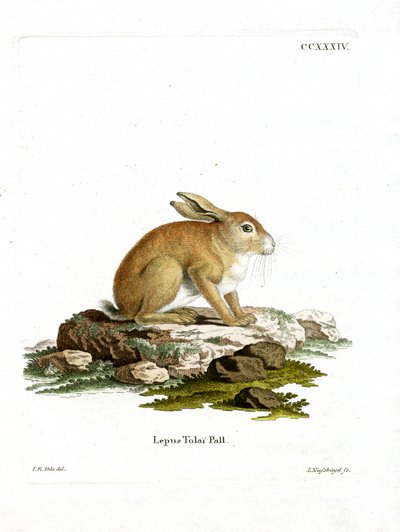 Tolai Hare (färgad gravyr) av German School