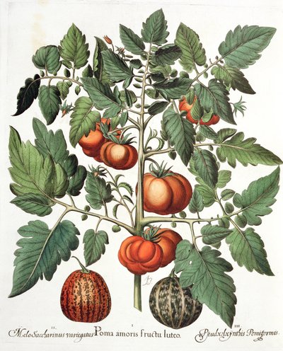 Tomater och meloner: 1. Äpplen av kärleksgul frukt; 2. Melo Saccharinus variegatus; 3. Pseudocolocynthis Pomiformis, från Hortus Eystettensis av Basil Besler (1561-1629), pub. 1613 av German School