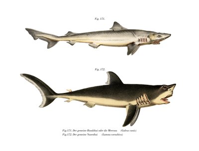 Tope Shark (färg litho) av German School