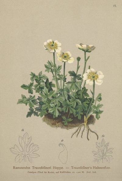 Traunfellners kråkfot (Ranunculus Traunfellneri) av German School