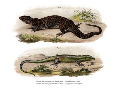 Tree Skink (färg litho) av German School