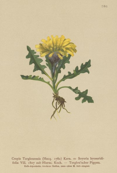 Triglav hökskägg (Crepis Terglouensis, Soyeria hyoseridifolia sub Hierac.) av German School