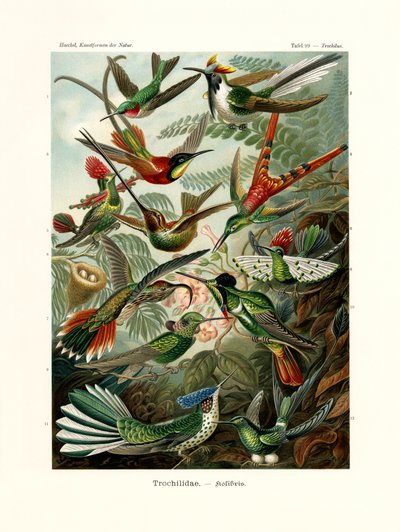 Trochilidae, 1899-1904 av German School