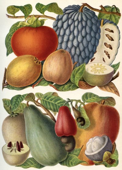 Tropisk frukt, från "Meyer