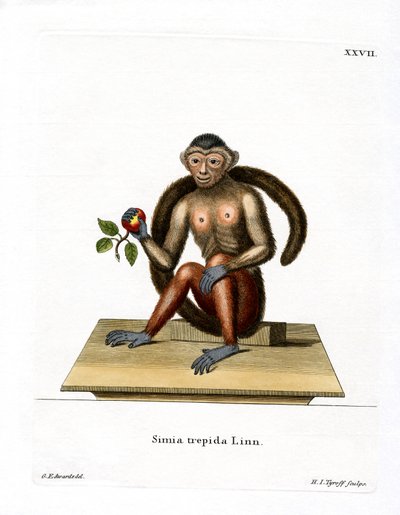 Tufted Capuchin (färgad gravyr) av German School