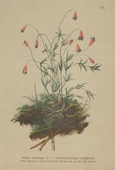 Tufted Catchfly (Silene saxifraga) av German School