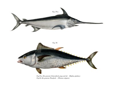 Tonfisk (färg litho) av German School