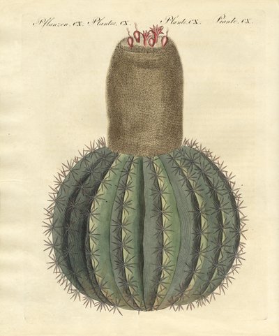 Turks-cap Cactus av German School