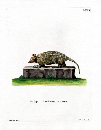 Tolvbandad bältdjur (färgad gravyr) av German School