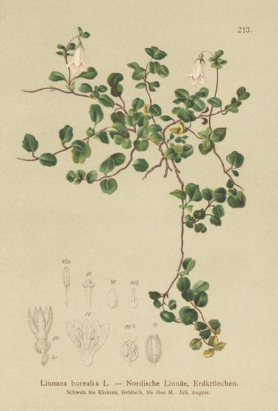 Tvillingblomma (Linnaea borealis) av German School