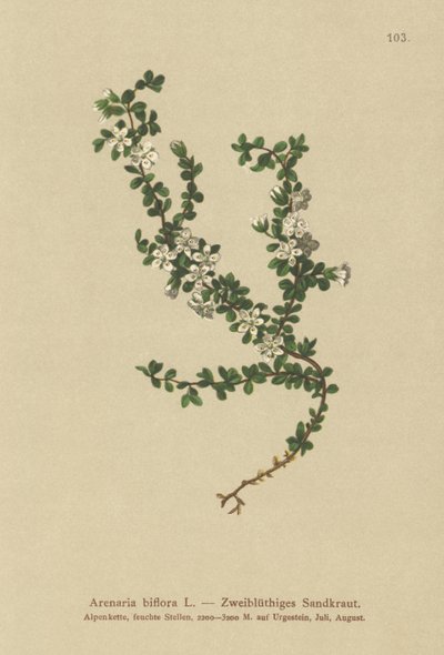 Tvåblommig sandört (Arenaria biflora) av German School