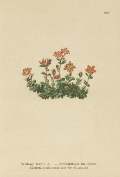 Tvåblommig saxifrage (Saxifraga biflora) av German School