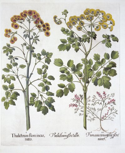 Two Kinds of Meadow Rue and Fumewort, från Hortus Eystettensis, av Basil Besler (1561-1629), pub. 1613 (handfärgad gravyr) av German School