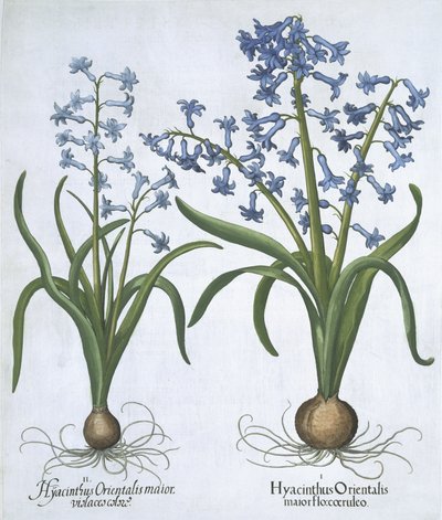Två blå hyacinter, från Hortus Eystettensis, av Basil Besler (1561-1629) pub. 1613 (handfärgad gravyr) av German School