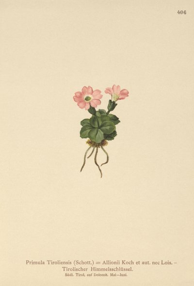 Tyroler primula (Primula tyrolensis, Primula Tirolensis, Primula Allionii) av German School
